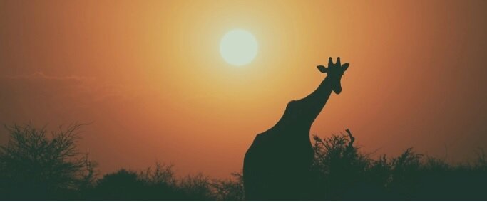 طول عمر حیوانات میتواند نشانه چگونگی سازگاری با تغییرات آب و هوایی باشد