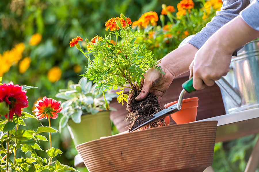 باغبانی درمانی اضطراب و استرس را کاهش می‌دهد