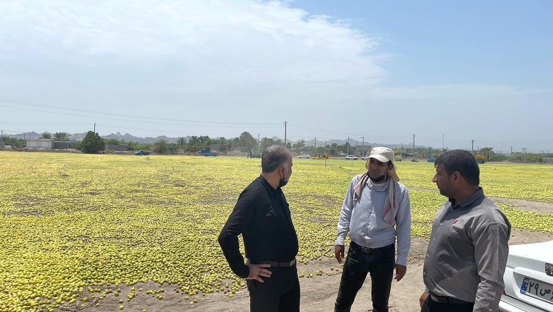 تعاون روستایی هرمزگان بیش از ۳ هزار تن لیمو از باغداران هرمزگانی خریداری کرد تعاون روستایی هرمزگان بیش از ۳ هزار تن لیمو از باغداران هرمزگانی خریداری کرد