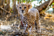 Pirouz, an Iranian cheetah cub