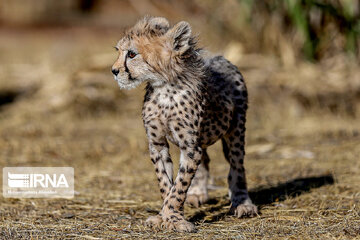 Le petit guépard Pirouz, une source d’espoir pour les environnementalistes iraniens