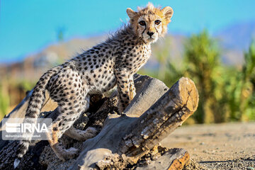 Le petit guépard Pirouz, une source d’espoir pour les environnementalistes iraniens