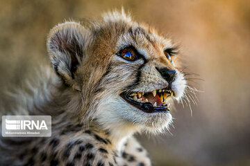 Le petit guépard Pirouz, une source d’espoir pour les environnementalistes iraniens