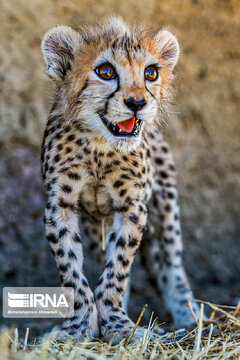 Le petit guépard Pirouz, une source d’espoir pour les environnementalistes iraniens