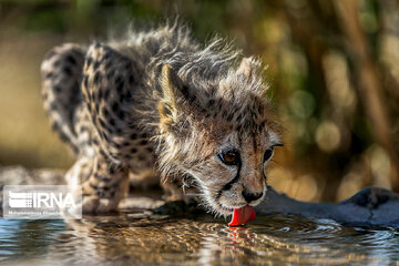 Le petit guépard Pirouz, une source d’espoir pour les environnementalistes iraniens