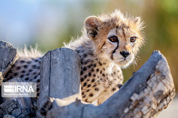 Le petit guépard Pirouz, une source d’espoir pour les environnementalistes iraniens