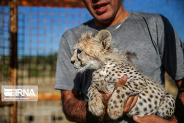 Le petit guépard Pirouz, une source d’espoir pour les environnementalistes iraniens