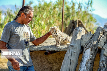 Le petit guépard Pirouz, une source d’espoir pour les environnementalistes iraniens