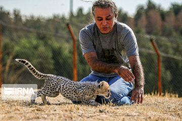 Le petit guépard Pirouz, une source d’espoir pour les environnementalistes iraniens