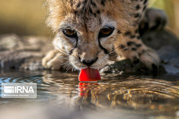 Le petit guépard Pirouz, une source d’espoir pour les environnementalistes iraniens