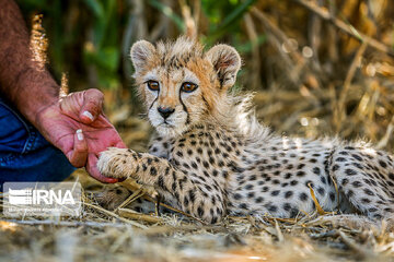 Le petit guépard Pirouz, une source d’espoir pour les environnementalistes iraniens