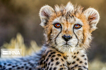 Le petit guépard Pirouz, une source d’espoir pour les environnementalistes iraniens