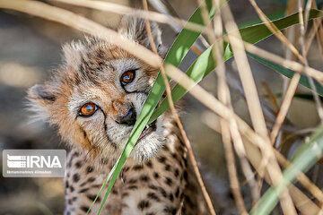 Le petit guépard Pirouz, une source d’espoir pour les environnementalistes iraniens