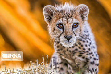 Le petit guépard Pirouz, une source d’espoir pour les environnementalistes iraniens