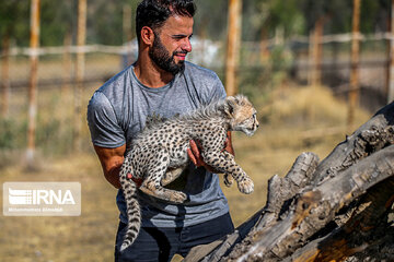 Le petit guépard Pirouz, une source d’espoir pour les environnementalistes iraniens