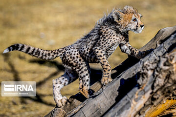 Le petit guépard Pirouz, une source d’espoir pour les environnementalistes iraniens