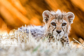 Le petit guépard Pirouz, une source d’espoir pour les environnementalistes iraniens