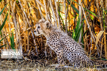 Le petit guépard Pirouz, une source d’espoir pour les environnementalistes iraniens