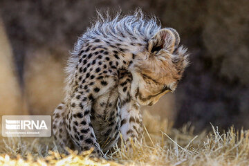 Le petit guépard Pirouz, une source d’espoir pour les environnementalistes iraniens