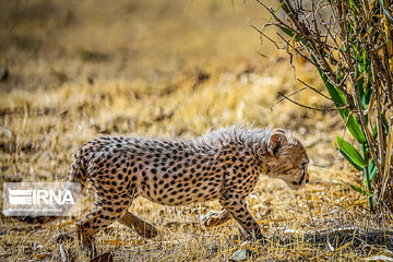 Le petit guépard Pirouz, une source d’espoir pour les environnementalistes iraniens