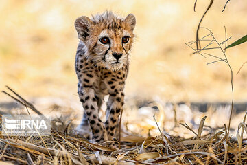 Le petit guépard Pirouz, une source d’espoir pour les environnementalistes iraniens