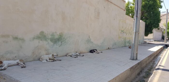 پایان جولان سگ‌های خیابانی در بوشهر