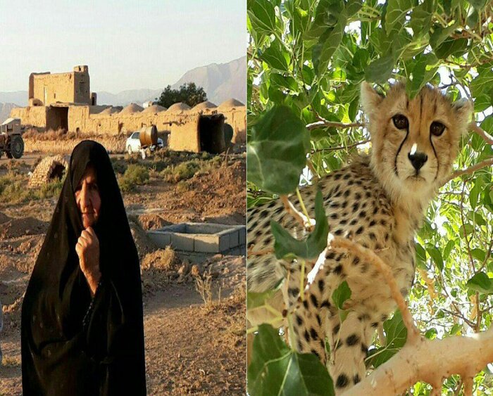 میاندشت جاجرم؛ آغوش امن برای یوزپلنگ ایرانی