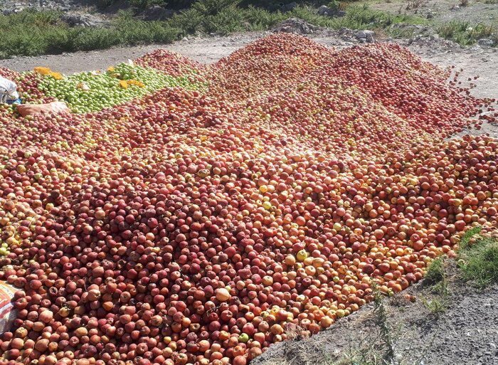بیش از ۲۳۰ هزار تن انواع محصولات سردرختی در مشگینشهر تولید میشود