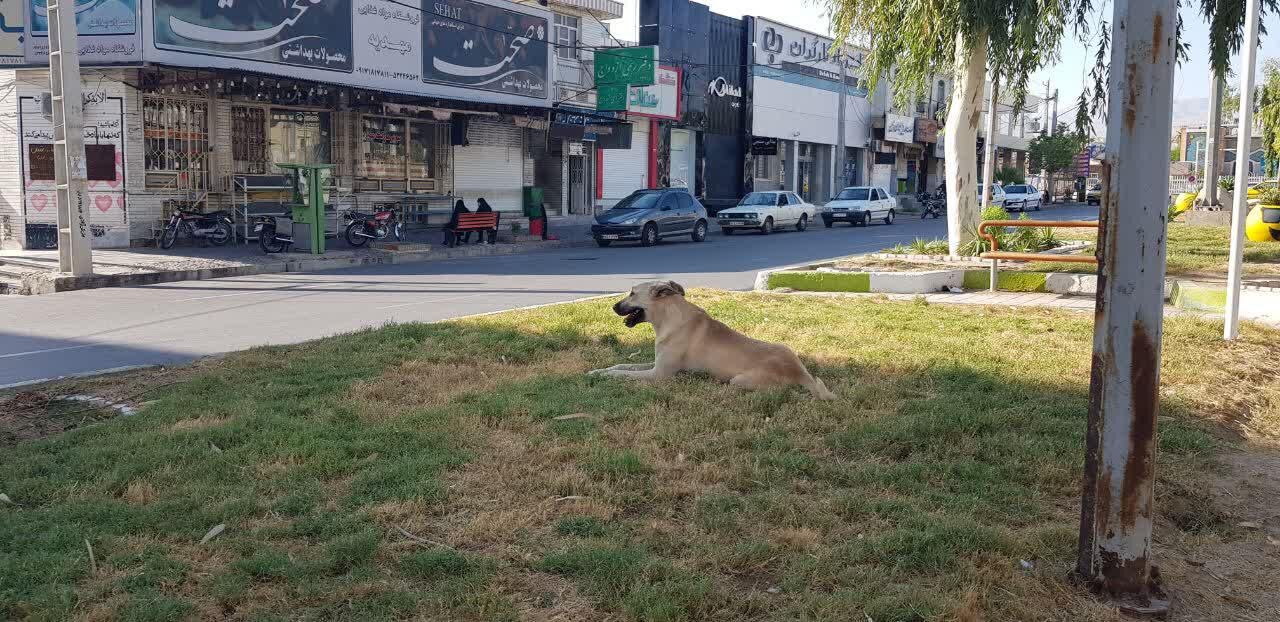 شهری در قلمرو سگهای ولگرد/ شهروندان لاری نگرانند شهری در قلمرو سگهای ولگرد/ شهروندان لاری نگرانند