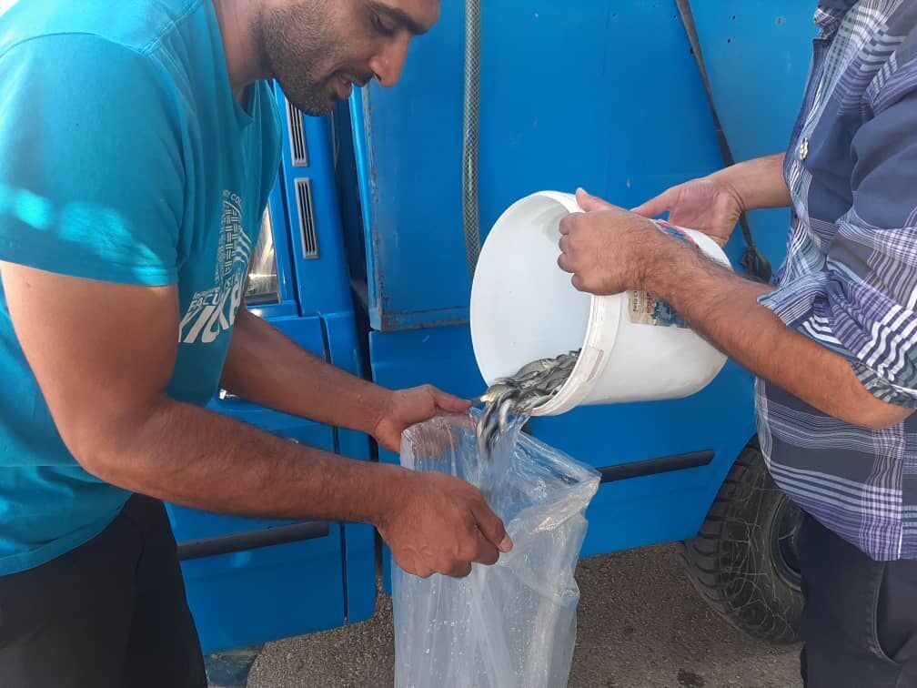 ۲۵ هزار قطعه بچه ماهی بین بهره برداران ورامین توزیع شد ۲۵ هزار قطعه بچه ماهی بین بهره برداران ورامین توزیع شد