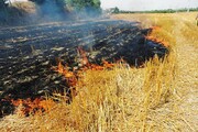 رئیس منابع طبیعی گناوه: کشاورزان از آتش زدن پسماندهای مزارع پرهیز کنند 