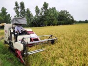 اراضی کشاورزی مازندران آخرین سنگر برای حفظ امنیت غذایی کشور است