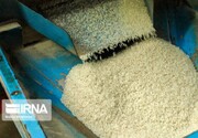 رونق بازار برنج مازندران با ورود بیش از ۱۲هزار فروشگاه زنجیره ای کشور