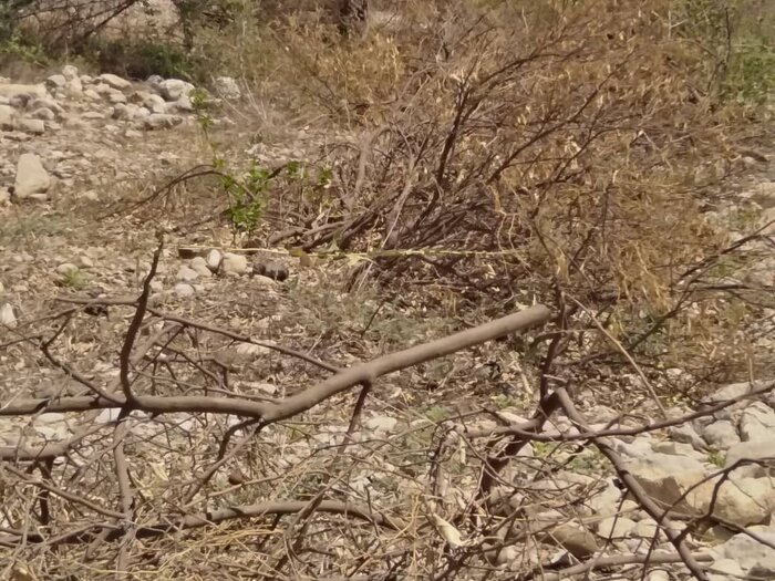 رئیس منابع طبیعی: ۱۰ هکتار باغ غیرقانونی در گچساران قلع و قمع شد