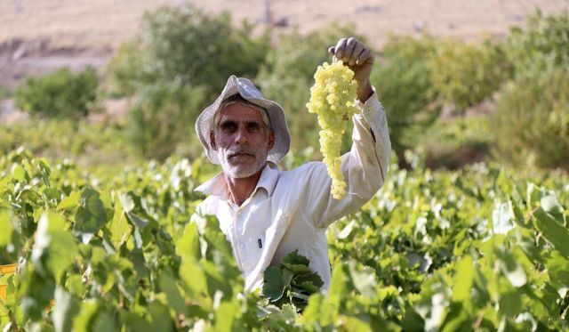 ملایر شهر جهانی انگور میزبان دهمین جشنواره ملی خوشه برتر است