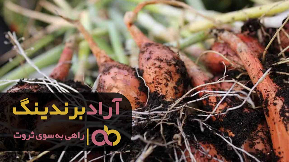 میزان فروش موسیر کوهی تازه در بازار زنجان