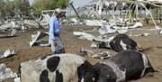 خسارت ۷.۵ میلیارد دلاری ائتلاف سعودی به بخش کشاورزی یمن