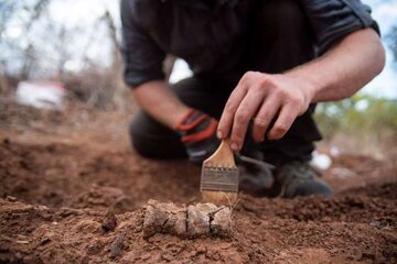 کشف فسیل قدیمی‌ترین دایناسور آفریقا در زیمبابوه 