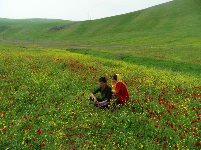 دشت مغان؛ جلگهای زیبا در شمال غربی ایران - ایرنا زندگی
