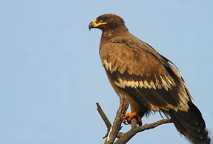 ۱۰۰ گونه مهرهدار کشور در خطر انقراض/یوزپلنگ در صدر جدول