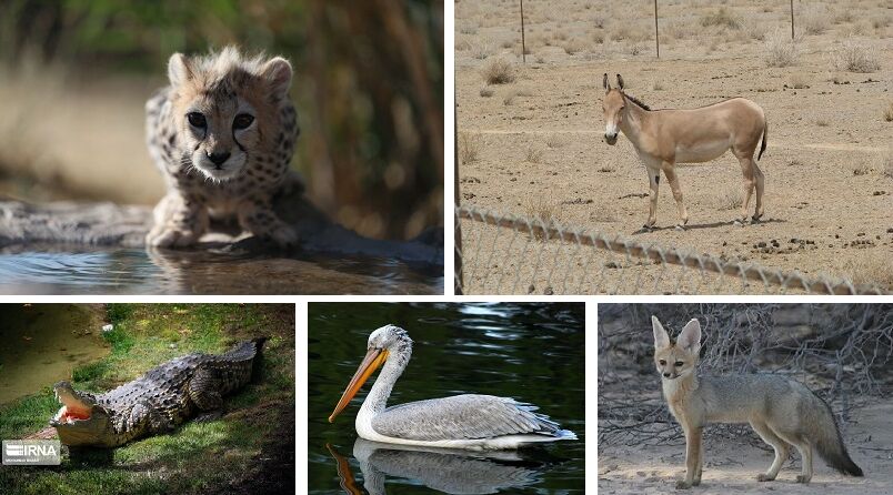 ۱۰۰ گونه مهرهدار کشور در خطر انقراض/یوزپلنگ در صدر جدول ۱۰۰ گونه مهرهدار کشور در خطر انقراض/یوزپلنگ در صدر جدول