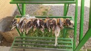 عامل شکار غیرمجاز ۹ قطعه پرنده در همدان دستگیر شد