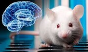 دانشمندان سیناپس پنهان در مغز موش‌ کشف کردند