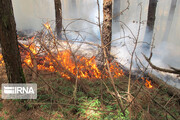 جنگل های مرزن آباد چالوس دچار آتش سوزی شد