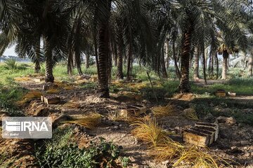 خسارت ۴۰ درصدی به محصول رطب لارستان/ برداشت خرمای نوبرانه آغاز شد