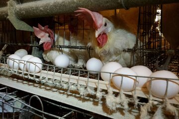 روزانه ۹ تن تخم مرغ در سبزوار تولید می‌شود 