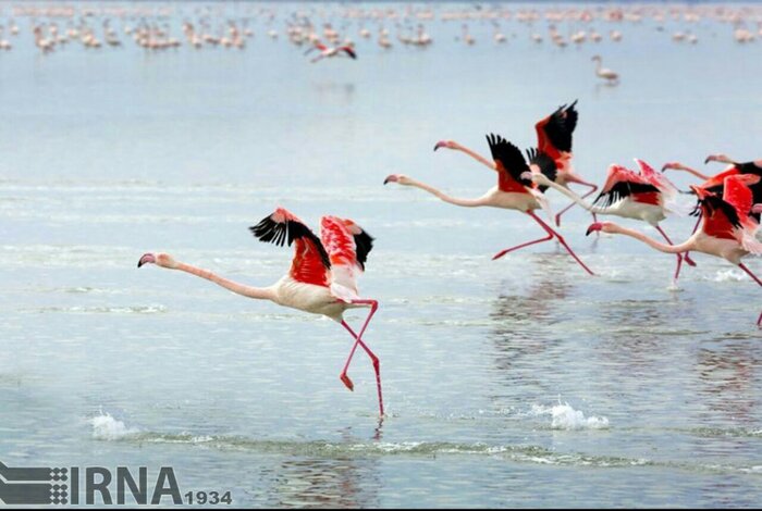 گلستان بهشت پرندهنگری؛ جایی برای تماشای حواصیلها و پلیکانها