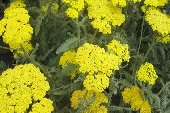 پرتاب ماهواره «ظفر 2» به زودی / تولید الماسهای نانویی با استفاده از پلاستیک 19