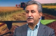 معاون وزیر جهاد کشاورزی: مبنای اصلاح الگوی کشت، سه شاخص نیاز، اقلیم و اقتصاد است