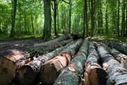 وقوع فاجعه زیست‌محیطی به دنبال نابودی جنگل‌ها 